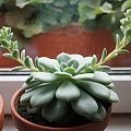 03-3. Sukulent echeveria