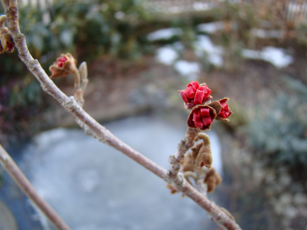 Hamamelis x intermedia 'Rubin'