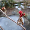 Hamamelis x intermedia 'Rubin'