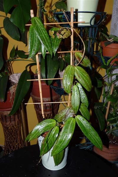 Hoya soligamiana