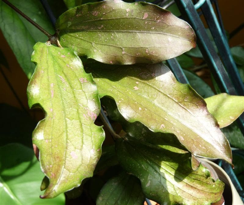 Хойя erythrina cameron island фото и описание
