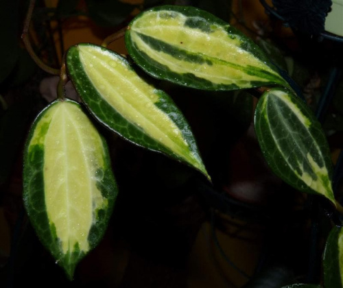 Hoya macrophylla Pot of Gold