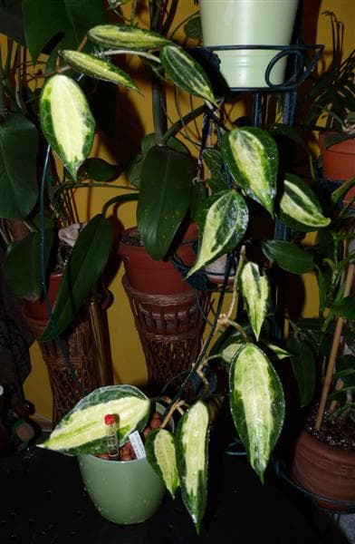 Hoya macrophylla Pot of Gold