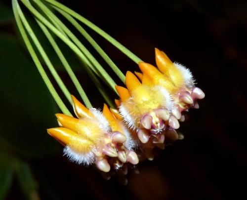 Hoya praetorii