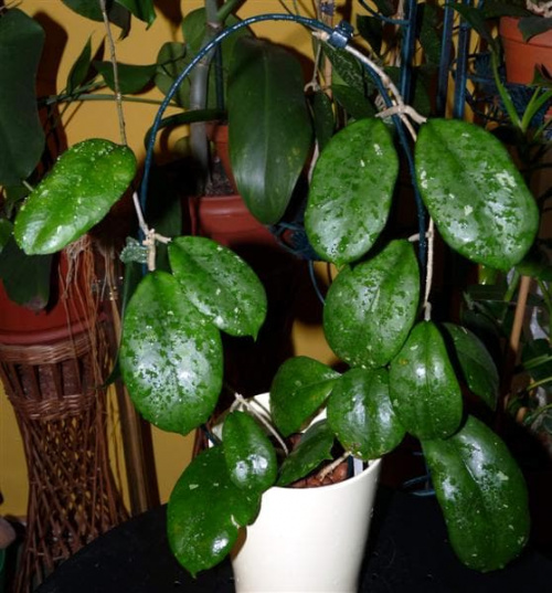 Hoya neliniae