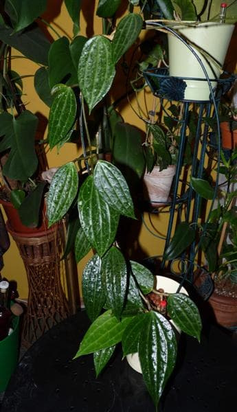 Hoya macrophylla EPC-115
