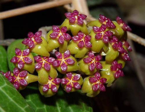 Hoya soligamiana