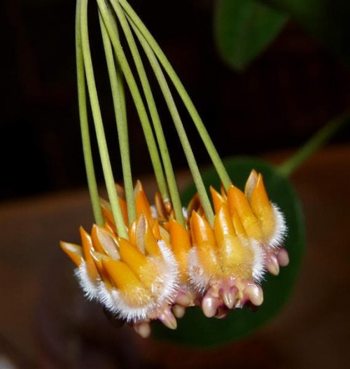 Hoya praetorii