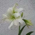 'White Peacock'