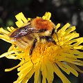 Trzmiel rudy (Bombus pascuorum Scop.)