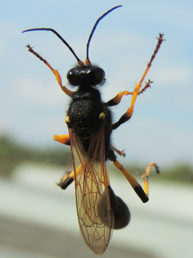 Osa Gliniarz naścienny (Sceliphron destillatorum)