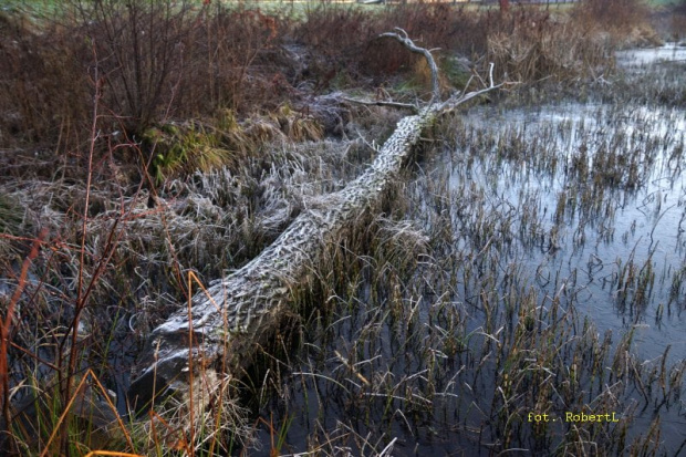 Bobrza, świętokrzyskie