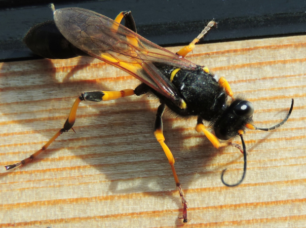 Osa Gliniarz naścienny (Sceliphron destillatorum)