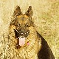 Tobi