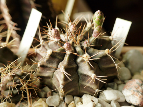 Gymnocalycium mihanovichii v. Filadelfiense