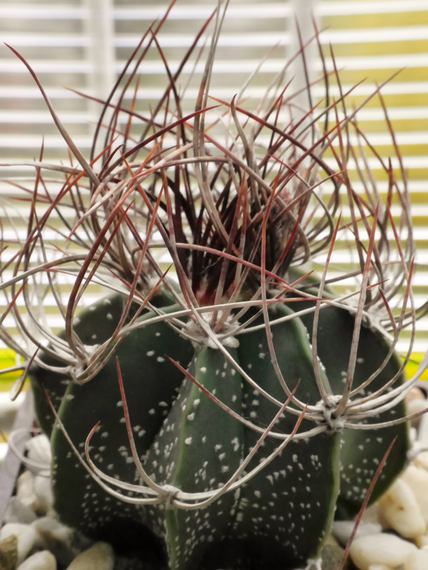 Astrophytum capricorne