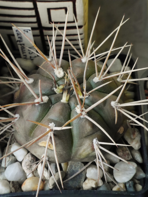 Gymnocalycium euryplerum