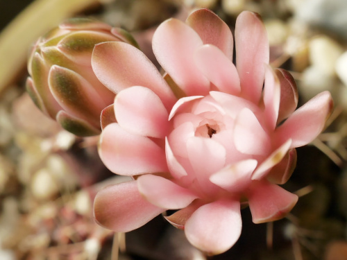 Gymnocalycium mihanovichii fa. FD