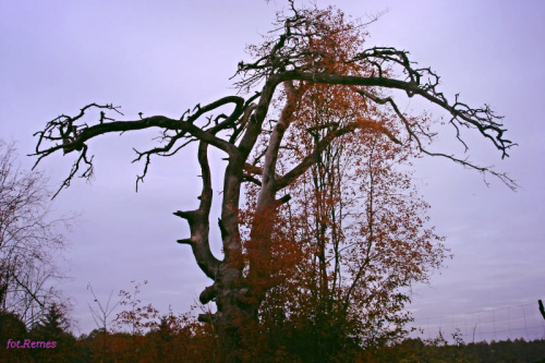 Puszcza Piska - sosna zwyczajna