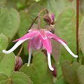 Epimedium 'Kotobuki'