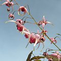 Epimedium 'Pink Champagne'