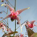 Epimedium 'Pink Champagne'