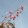 Epimedium 'Pink Champagne'