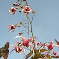 Epimedium 'Pink Champagne'