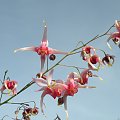 Epimedium 'Pink Champagne'