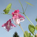 Epimedium grandiflorum 'Bicolor Giant'