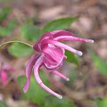 Epimedium grandiflorum var. thunbergii