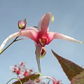 Epimedium 'Pink Champagne'