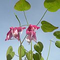 Epimedium grandiflorum 'Bicolor Giant'