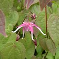 Epimedium 'Kotobuki'