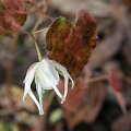 Epimedium sempervirens 'Creamsickle'