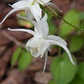 Epimedium 'Yachimata Hime'