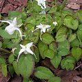 Epimedium 'Yachimata Hime'