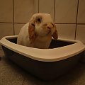 .. z okazji rocznicy dostał nową kuwetkę łazienkową, aby nie blokował chłopaków :)