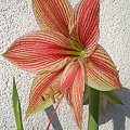 'Exotic Star'