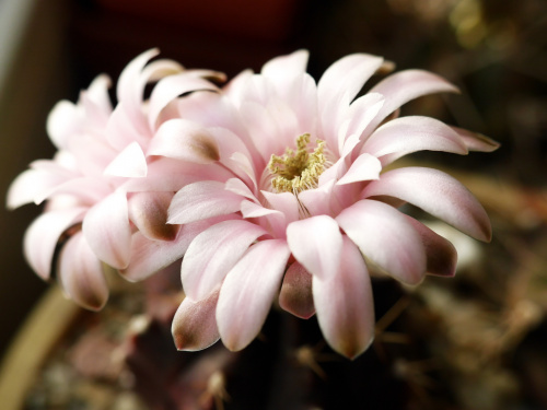 Gymnocalycium mihanovichii fa. FD