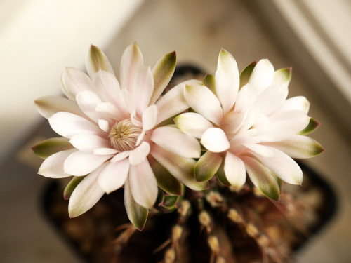 Gymnocalycium damsii