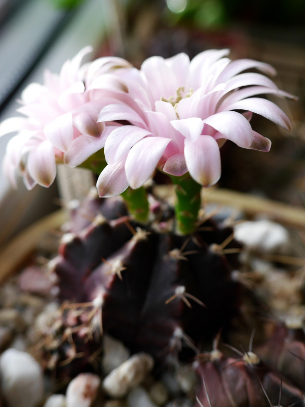 Gymnocalycium mihanovichii fa. FD