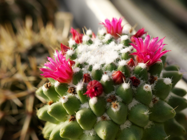 Mammillaria polythele fma nuda