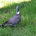 Zbudujemy nowy dom - gołąb grzywacz (Columba palumbus)