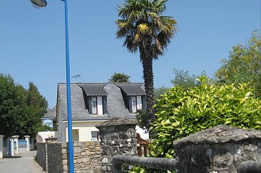 Ulica w miasteczku, okazała palma L'Ile #aux #Moines