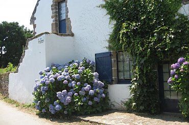 Jeden z domów na wyspie i hortensja L'Ile #aux #Moines #hortensja