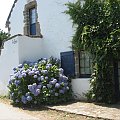 Jeden z domów na wyspie i hortensja L'Ile #aux #Moines #hortensja