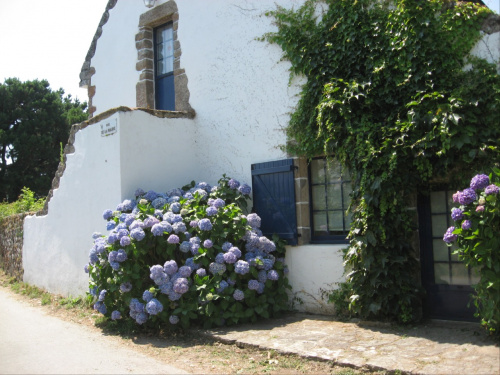 Jeden z domów na wyspie i hortensja L'Ile #aux #Moines #hortensja