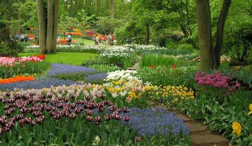 to jeszcze jedno z najsławniejszego ogrodu botanicznego Keukenhof.. w moim mieście PTTK organizuje dwie wycieczki autokarowe w maju, więc nie trzeba sie kulac autom :)