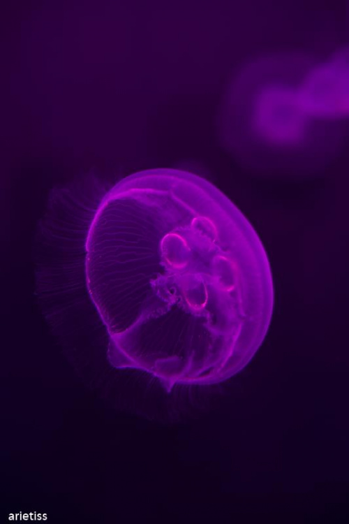 Meduza...